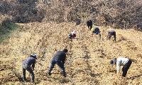 유천면 죽안리 '콩 재배농가 가을철 일손 돕기'